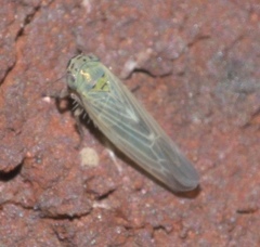 Macrosteles quadrilineatus