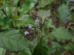 Solanum opacum