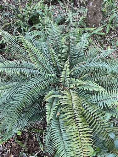 Asplenium horridum observed 2023-06-02
