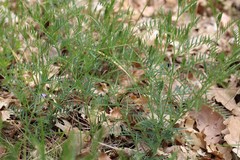 Vicia tenuifolia dalmatica