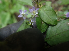 Solanum opacum