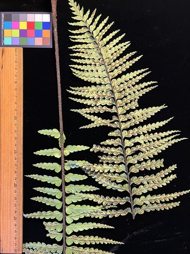 Asplenium horridum observed 2023-08-25