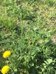 Achillea millefolium
