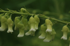 Sophora flavescens