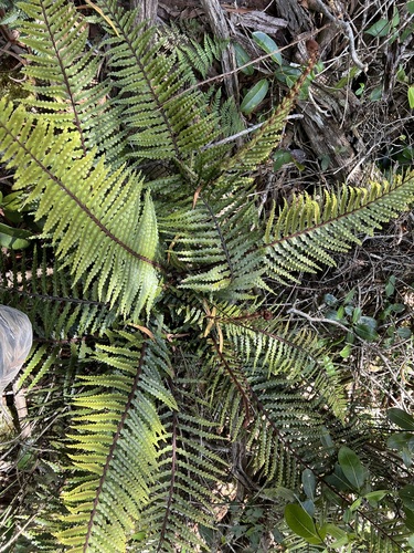 Asplenium horridum observed 2025-07-22