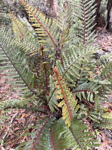 Asplenium horridum observed 2026-03-25