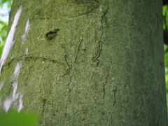 Zimmermannia liebwerdella