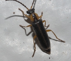Rhagonycha scitula