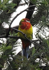 Platycercus eximius diemenensis