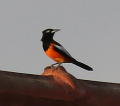 Icterus icterus