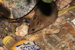 Rattus andamanensis