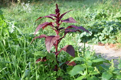 Amaranthus hypochondriacus