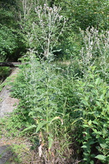Cirsium arvense vestitum