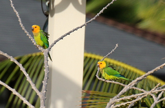 Eupsittula pertinax xanthogenia