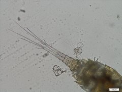 Diacyclops bicuspidatus