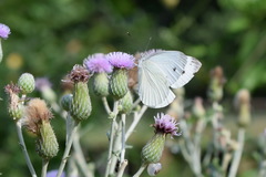 Cirsium arvense vestitum