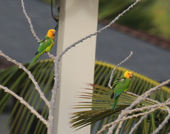 Eupsittula pertinax xanthogenia