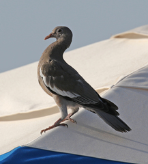 Patagioenas corensis