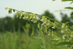 Sophora flavescens