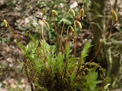 Mnium marginatum