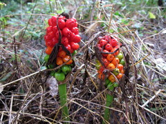 Arum elongatum