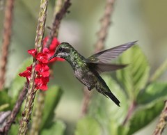 Chlorostilbon mellisugus