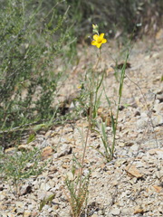 Mentzelia gracilenta