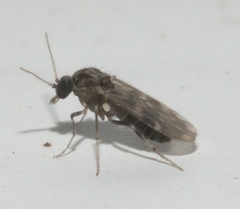 Culicoides