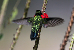 Chlorostilbon mellisugus