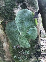 Platycerioideae