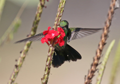 Chlorostilbon mellisugus