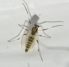 Isocladius