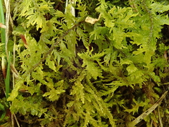 Thuidium assimile