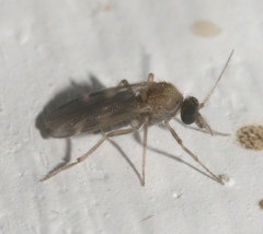 Culicoides