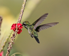 Chlorostilbon mellisugus