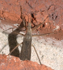 Pygolampis pectoralis