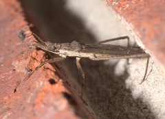 Pygolampis pectoralis