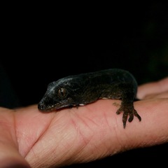 Dactylocnemis poor knights