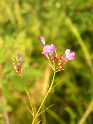 Dianthus membranaceus, 2026-07-16