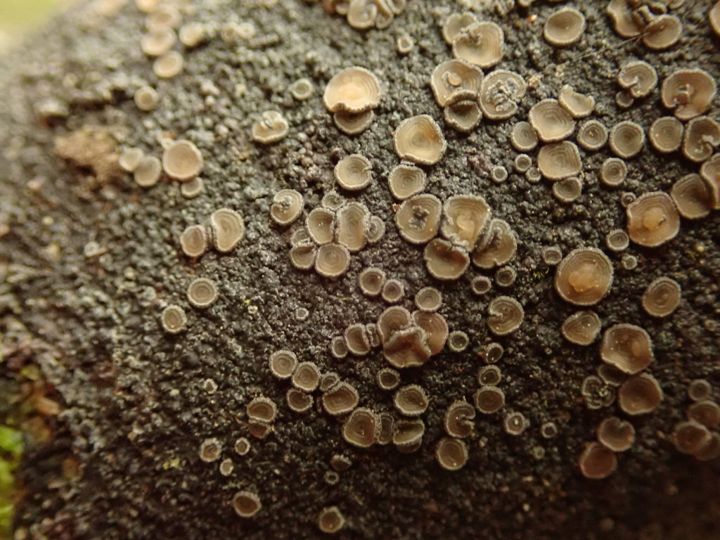 Pannaria immixta