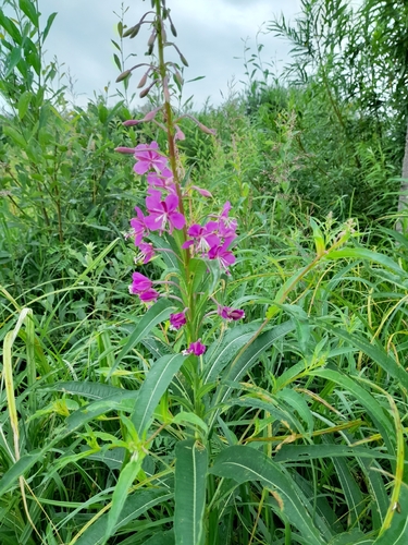 fireweed