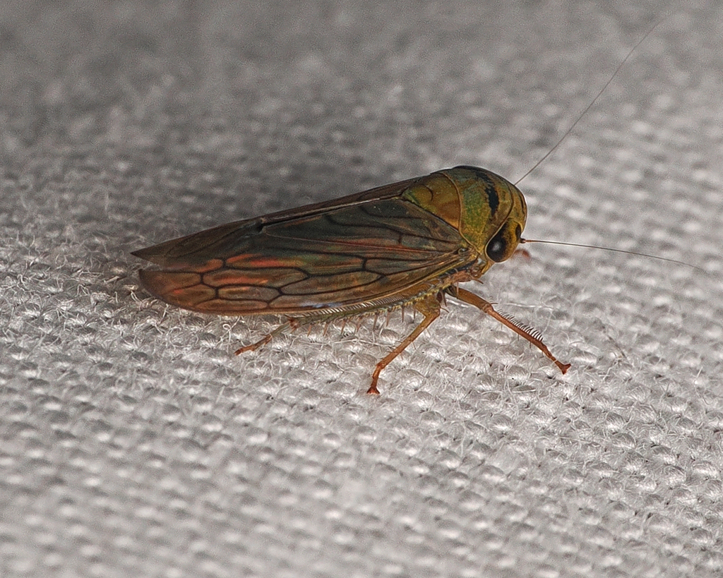 Papuakutara
