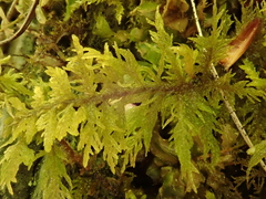 Thuidium assimile