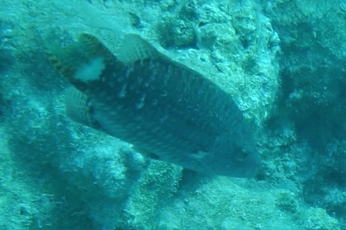 Oxycheilinus mentalis observed 2026-05-29