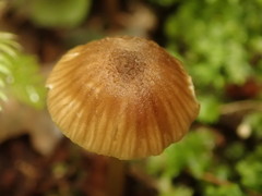 Entoloma aromaticum