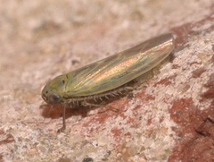 Macrosteles quadrilineatus