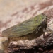 Aster Leafhopper - Photo (c) Robert Webster, some rights reserved (CC BY-SA), uploaded by Robert Webster