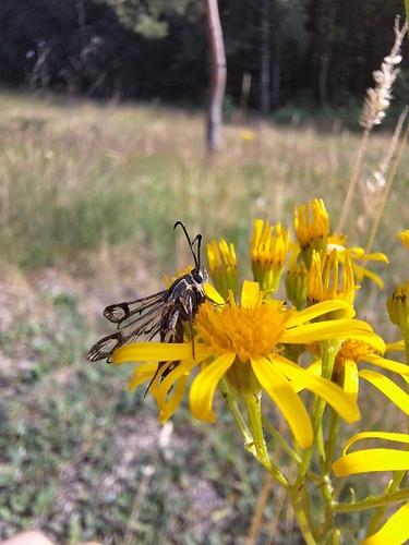 Pyropteron triannuliformis