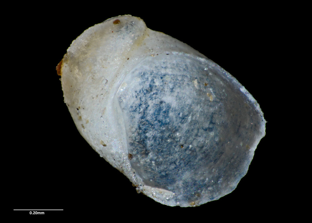 Larochea miranda