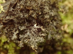 Sticta dendroides